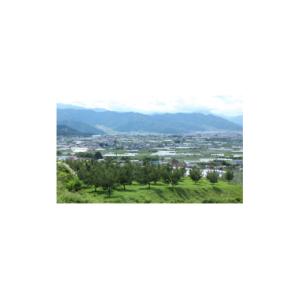 ふるさと納税 ぶどう 長野県 中野市 家庭用 ...の詳細画像3