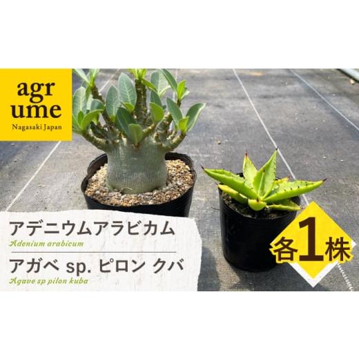 ふるさと納税 花・苗木 長崎県 長与町 アデニウム アラビカム & アガベ sp. ピロン クバ 各...