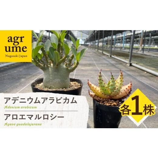 ふるさと納税 花・苗木 長崎県 長与町 アデニウム アラビカム & アロエ マルロシー 各1株 Ad...