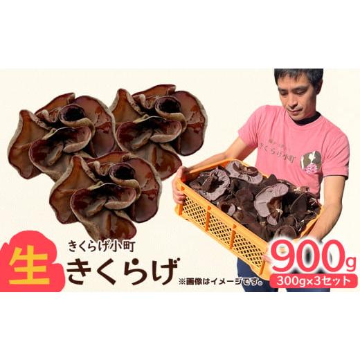 ふるさと納税 野菜類 きのこ 沖縄県 北中城村 生きくらげ　300g×3セット きくらげ 乳酸菌 栽...