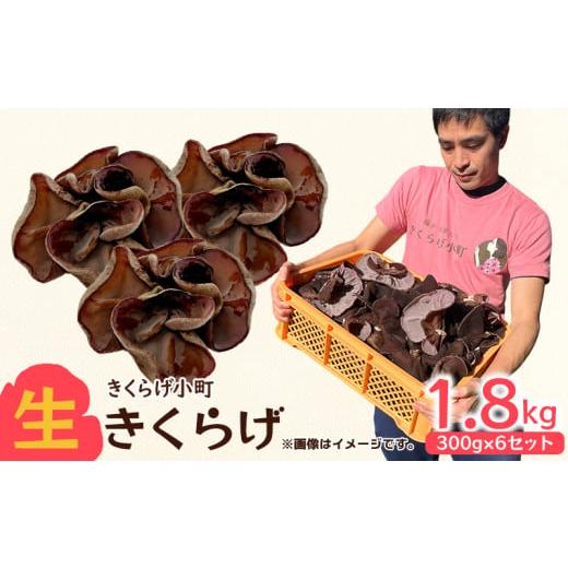 ふるさと納税 野菜類 きのこ 沖縄県 北中城村 生きくらげ　300g×6セット きくらげ 乳酸菌 栽...