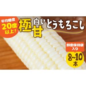 ふるさと納税 とうもろこし 愛知県 田原市  夏採れお届け 平均糖度20度以上 白い極甘とうもろこし 8〜10本 鮮度保持袋入り 夏採れお届け 平均糖度20度以上 白…