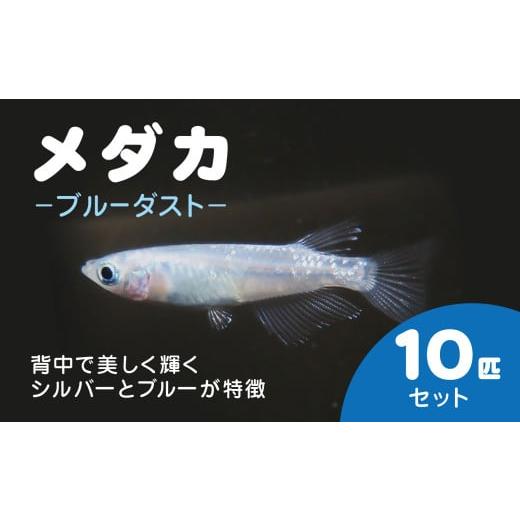 ふるさと納税 生き物 千葉県 長南町 メダカ　ブルーダスト　10匹セット ／ ふるさと納税 めだか ...