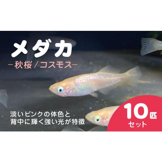 ふるさと納税 生き物 千葉県 長南町 メダカ　秋桜（コスモス）　10匹セット ／ ふるさと納税 めだ...