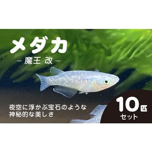 ふるさと納税 生き物 千葉県 長南町 メダカ　魔王　改　10匹セット ／ ふるさと納税 めだか メダ...