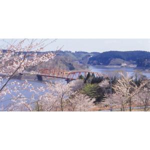ふるさと納税 炭酸飲料 千葉県 長柄町 毎月定...の詳細画像5