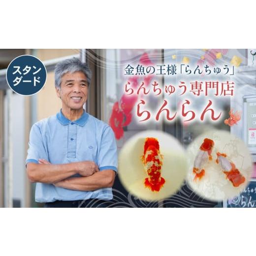 ふるさと納税 生き物 埼玉県 羽生市  スタンダード らんちゅう 飼育歴40年 ベテラン店主 日本ら...