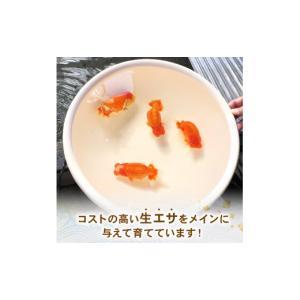 ふるさと納税 生き物 埼玉県 羽生市 ミドル ...の詳細画像4