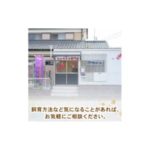 ふるさと納税 生き物 埼玉県 羽生市 ミドル ...の詳細画像5