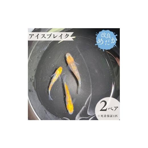 ふるさと納税 生き物 千葉県 八街市  アイスブレイク 美しき 改良めだか （２ペア+死着保証１匹）...