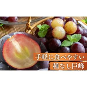 ふるさと納税 ぶどう 巨峰 奈良県 御杖村 ご...の詳細画像2