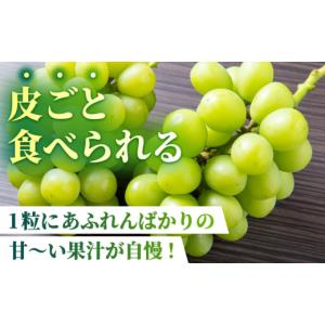 ふるさと納税 ぶどう マスカット 熊本県 山鹿...の詳細画像2