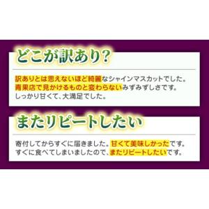 ふるさと納税 ぶどう マスカット 熊本県 山鹿...の詳細画像4