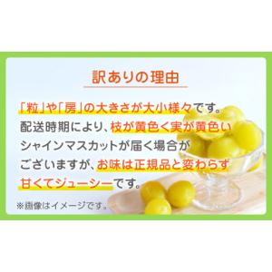 ふるさと納税 ぶどう マスカット 熊本県 山鹿...の詳細画像5