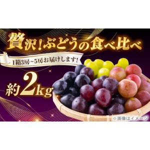 ふるさと納税 果物類 ぶどう 愛媛県 内子町 ...の詳細画像2