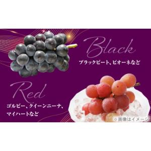 ふるさと納税 果物類 ぶどう 愛媛県 内子町 ...の詳細画像3