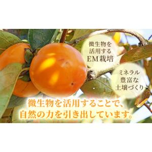 ふるさと納税 アイス・ヨーグルト ジェラート ...の詳細画像4