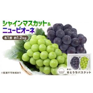 ふるさと納税 ぶどう マスカット 岡山県 玉野...の詳細画像1