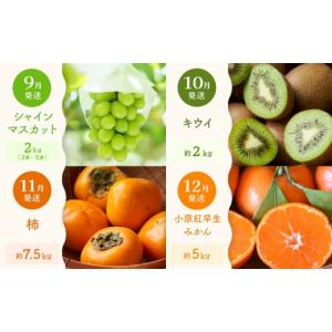 ふるさと納税 果物の詰合せ 香川県 高松市 定...の詳細画像4