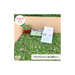 ふるさと納税 花・苗木 盆栽 栃木県 小山市 グランドカバー植物「クラピアK3」ポット苗40ポットセット お申込書返信後、ご希望日に合わせて発送 1570185