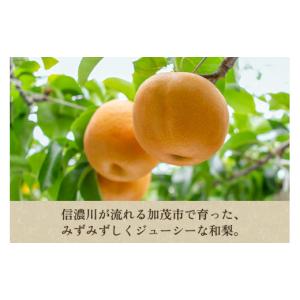 ふるさと納税 梨 新潟県 加茂市 2026年先...の詳細画像2