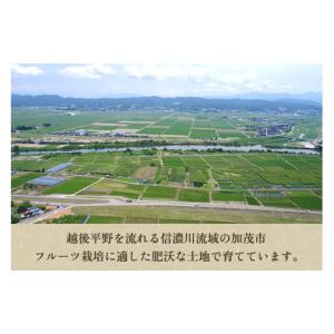 ふるさと納税 梨 新潟県 加茂市 2026年先...の詳細画像3