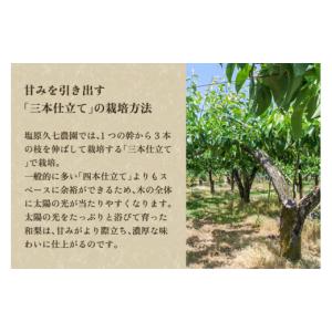 ふるさと納税 梨 新潟県 加茂市 2026年先...の詳細画像4