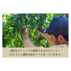 ふるさと納税 梨 新潟県 加茂市 2026年先...の詳細画像5