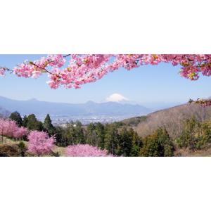 ふるさと納税 雑貨・日用品 神奈川県 大井町 ...の詳細画像5