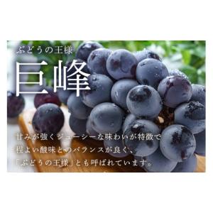 ふるさと納税 ぶどう 巨峰 茨城県 石岡市 2...の詳細画像3