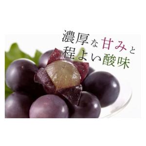 ふるさと納税 ぶどう 巨峰 茨城県 石岡市 2...の詳細画像4