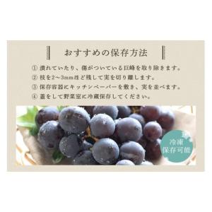 ふるさと納税 ぶどう 巨峰 茨城県 石岡市 2...の詳細画像5