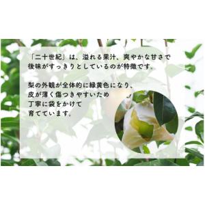 ふるさと納税 梨 長野県 松川町 MS37 梨...の詳細画像2