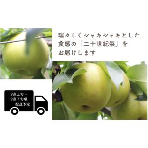 ふるさと納税 梨 長野県 松川町 MS37 梨...の詳細画像3