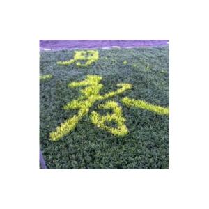 ふるさと納税 雑貨・日用品 苗木 三重県 鈴鹿...の詳細画像3