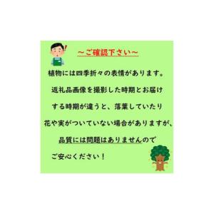 ふるさと納税 雑貨・日用品 苗木 三重県 鈴鹿...の詳細画像4