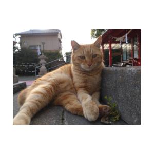 ふるさと納税 生き物 鹿児島県 鹿児島市 鹿児...の詳細画像3