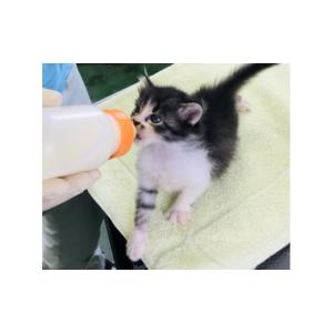ふるさと納税 生き物 鹿児島県 鹿児島市 鹿児...の詳細画像5