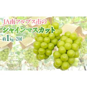 ふるさと納税 ぶどう マスカット 山梨県 南アルプス市 2027年(令和9年)発送先行予約 来年発送 TBSテレビ系列「ひるおび」で取り上げられました シャインマス…