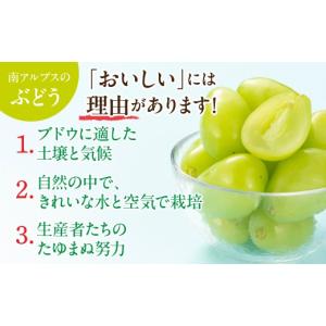 ふるさと納税 ぶどう マスカット 山梨県 南ア...の詳細画像3