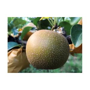 ふるさと納税 梨 鳥取県 八頭町 新甘泉(赤秀...の詳細画像1