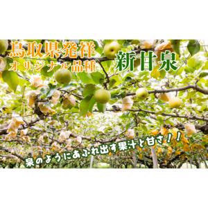 ふるさと納税 梨 鳥取県 八頭町 新甘泉(赤秀...の詳細画像2