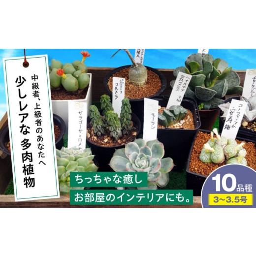ふるさと納税 花・苗木 広島県 三次市 多肉植物 少しレアな10品種10鉢セット 植物 レア セット...