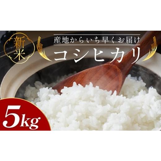 ふるさと納税 米 コシヒカリ 高知県 香南市 コシヒカリ 5kg 令和7年産 新米先行予約 - 新米...