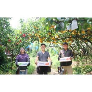 ふるさと納税 梨 鳥取県 岩美町 先行予約 (...の詳細画像2