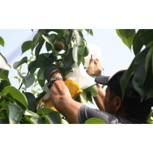 ふるさと納税 梨 鳥取県 岩美町 先行予約 (...の詳細画像3