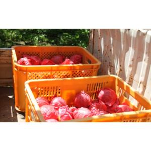 ふるさと納税 梨 鳥取県 岩美町 先行予約 (...の詳細画像4