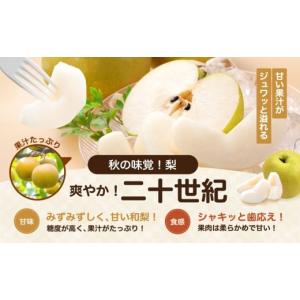 ふるさと納税 梨 長野県 飯田市 2026年先...の詳細画像2