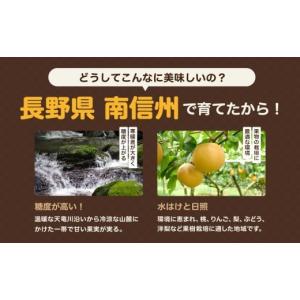 ふるさと納税 梨 長野県 飯田市 2026年先...の詳細画像5