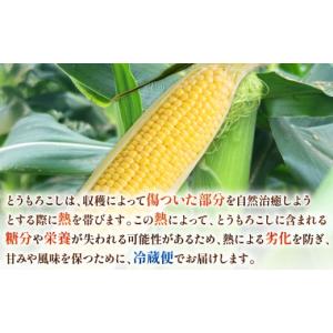 ふるさと納税 とうもろこし 千葉県 銚子市 先...の詳細画像2